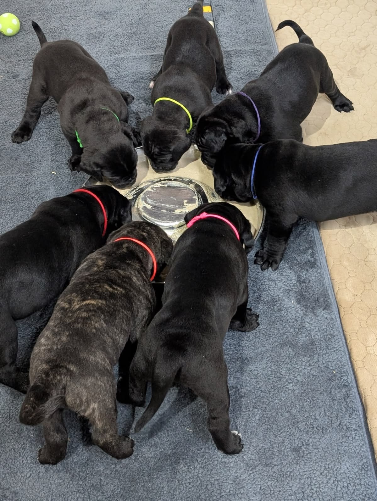 Cane-Corso-Welpen