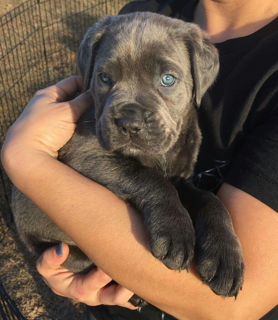 Cane-Corso-Welpen
