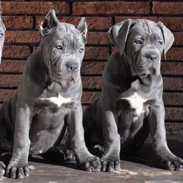 Cane Corso Welpen