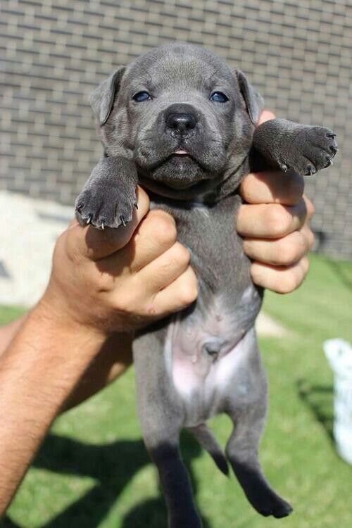 cane corso kaufen