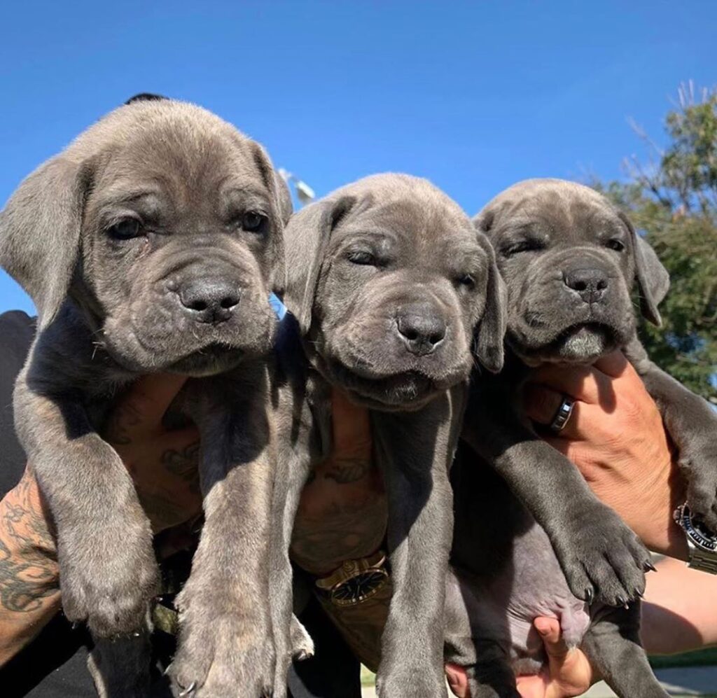 cane corso welpen