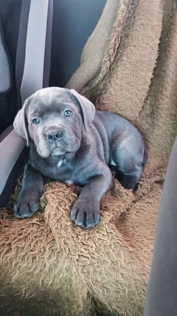 cane corso welpen