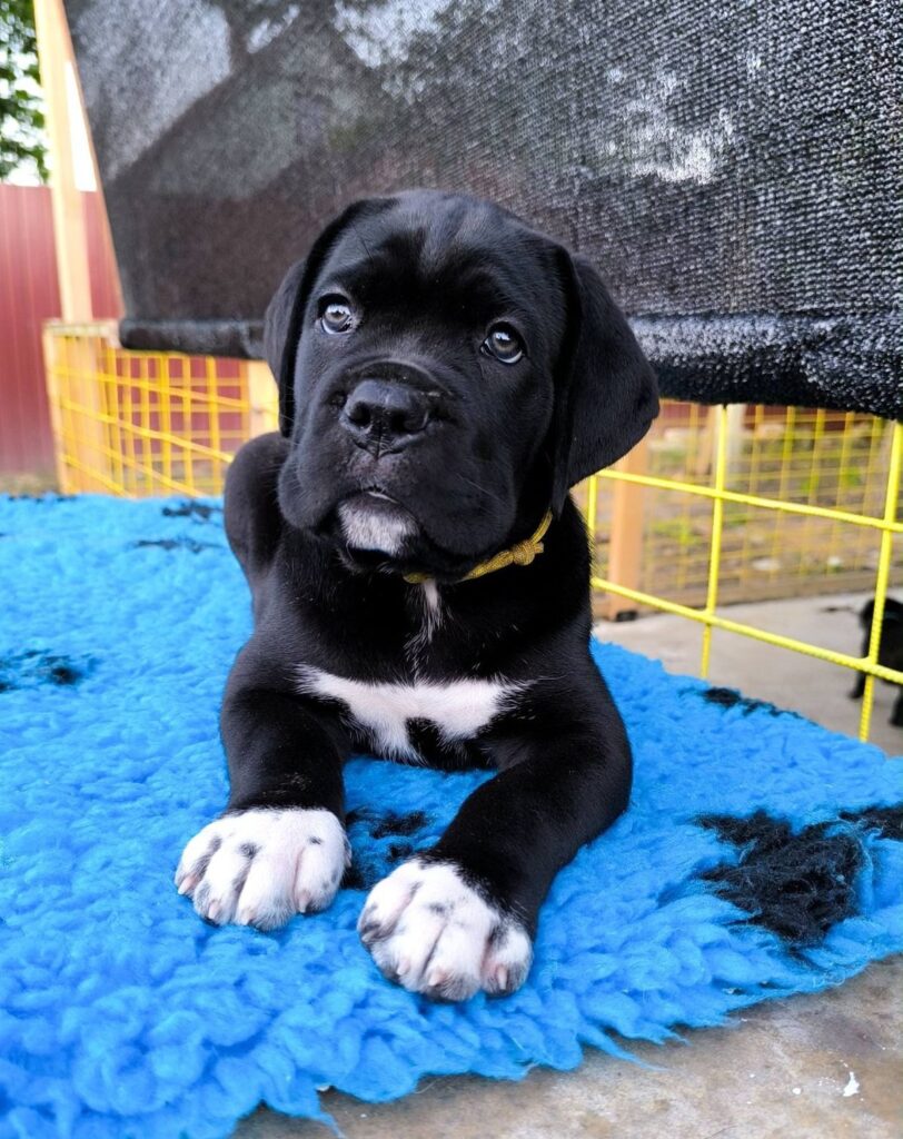 cane corso kaufen