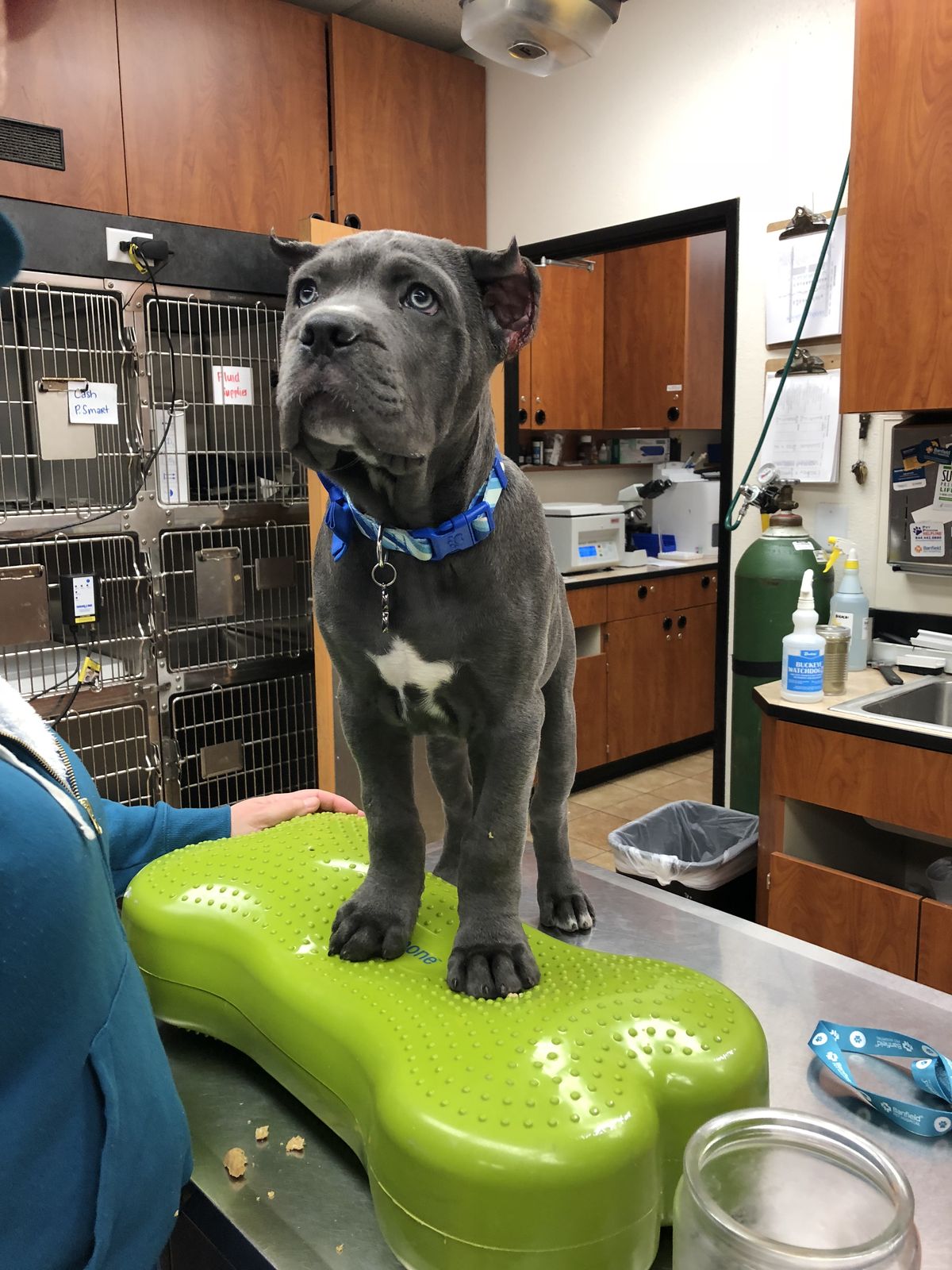 Cane Corso Welpen