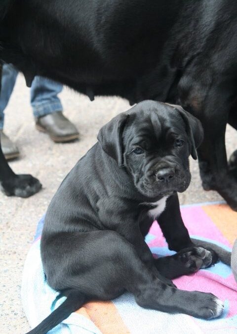 Cane Corso Welpen