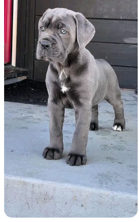 cane corso welpen