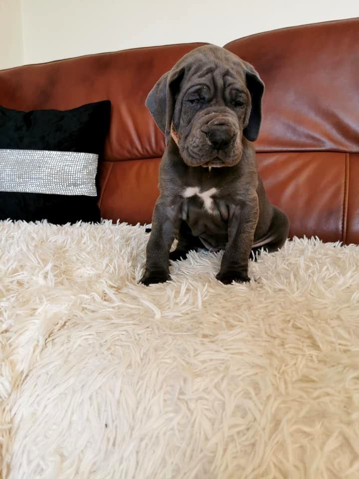 Cane Corso Welpen