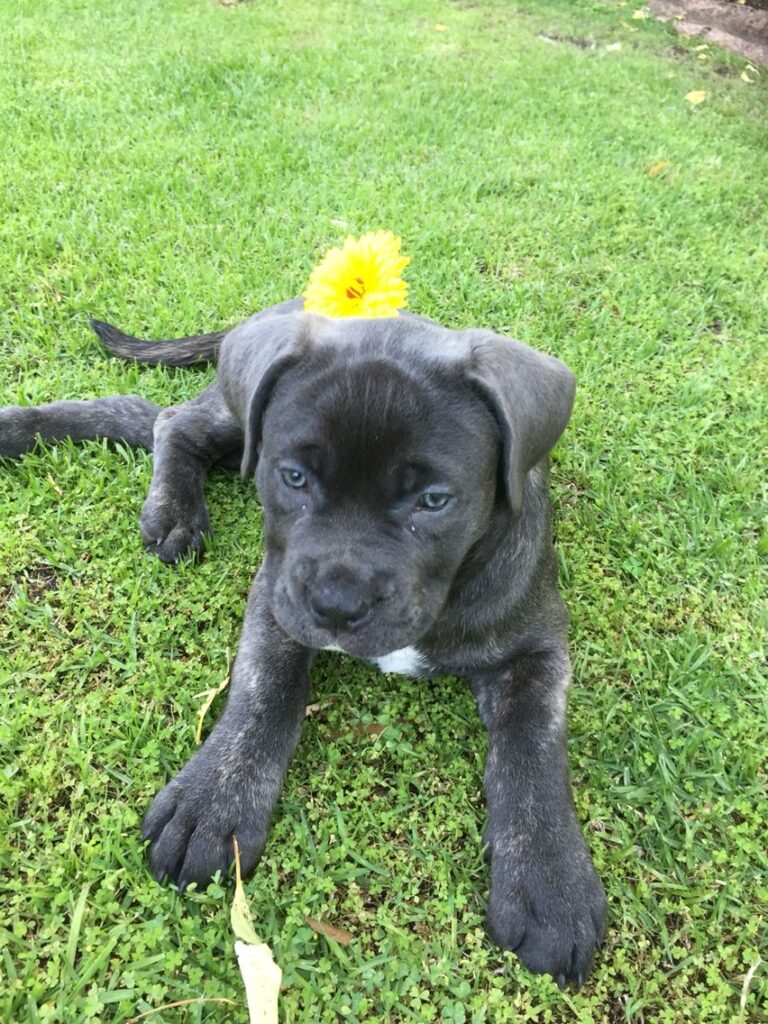 cane corso welpen