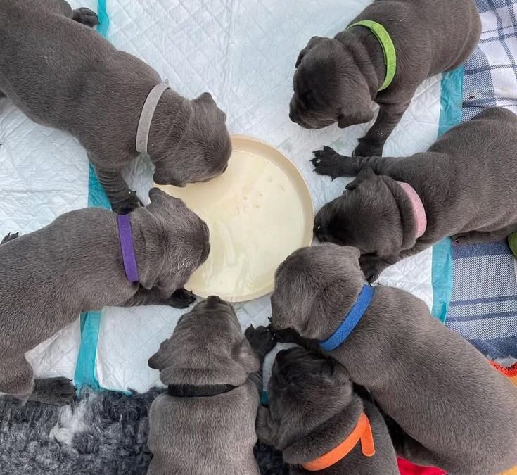 Cane Corso kaufen