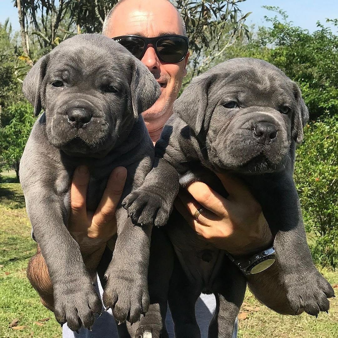 Cane-Corso-Welpen