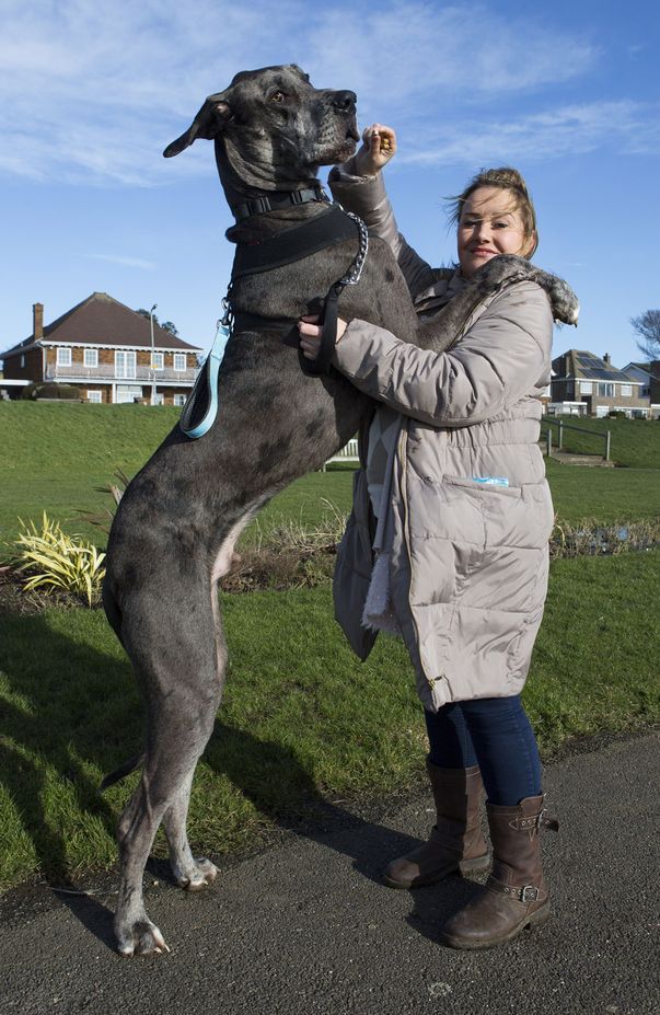 Cane-Corso-Welpen