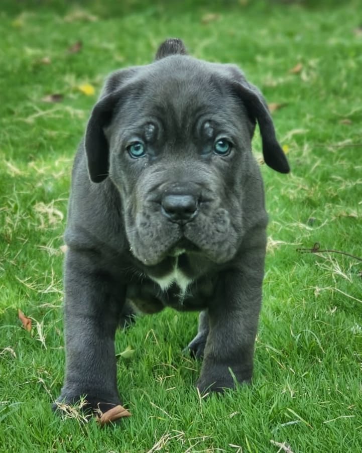 cane corso kaufen