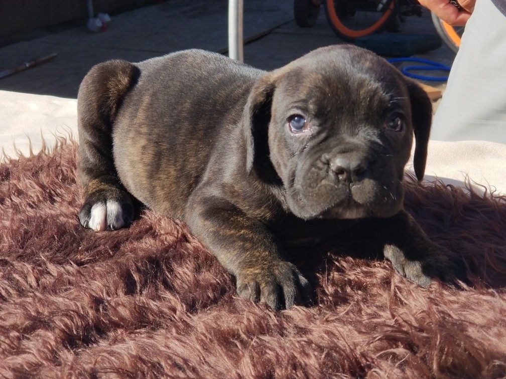 Cane Corso Welpen