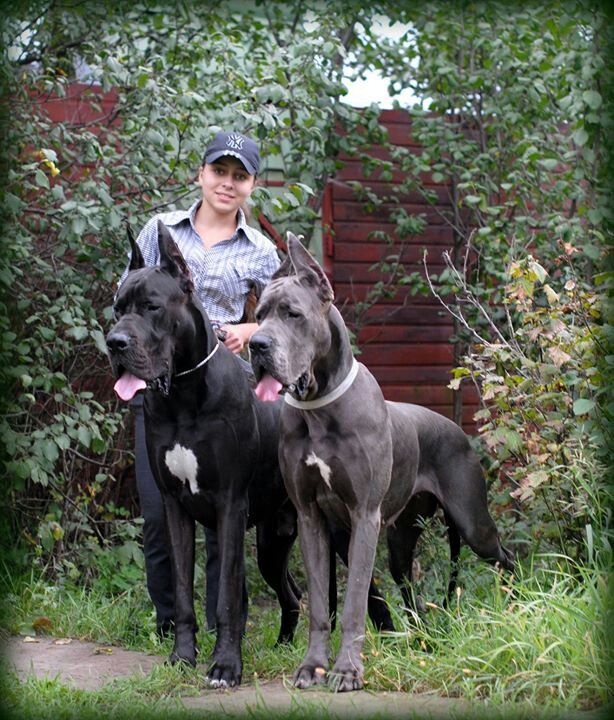 Cane-Corso-Welpen