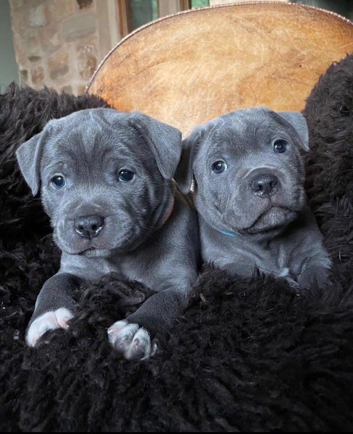 cane corso kaufen