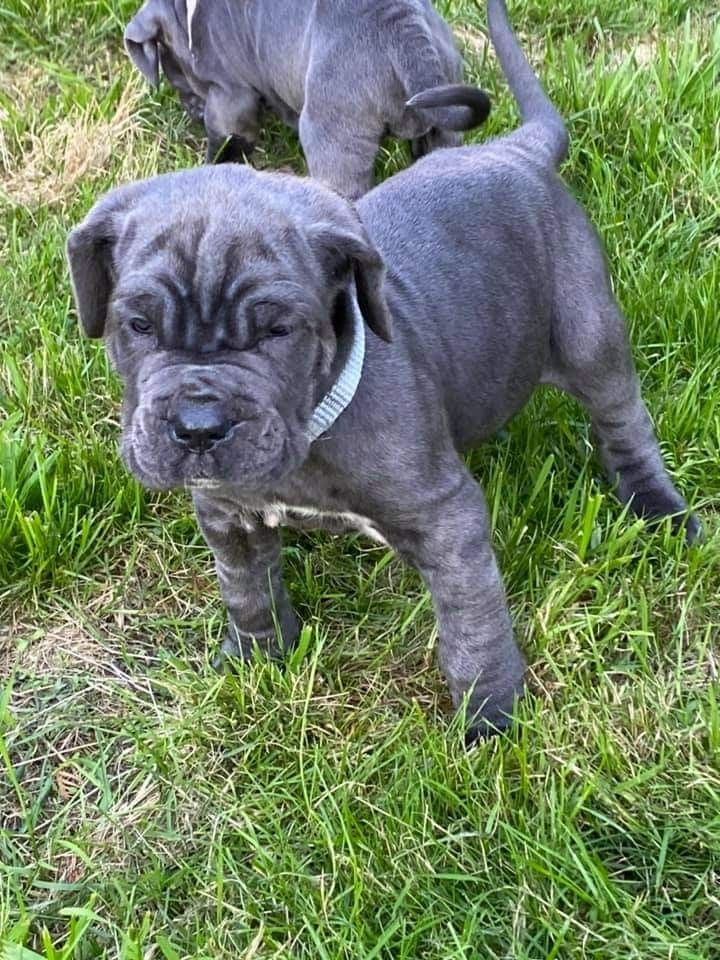 cane corso kaufen