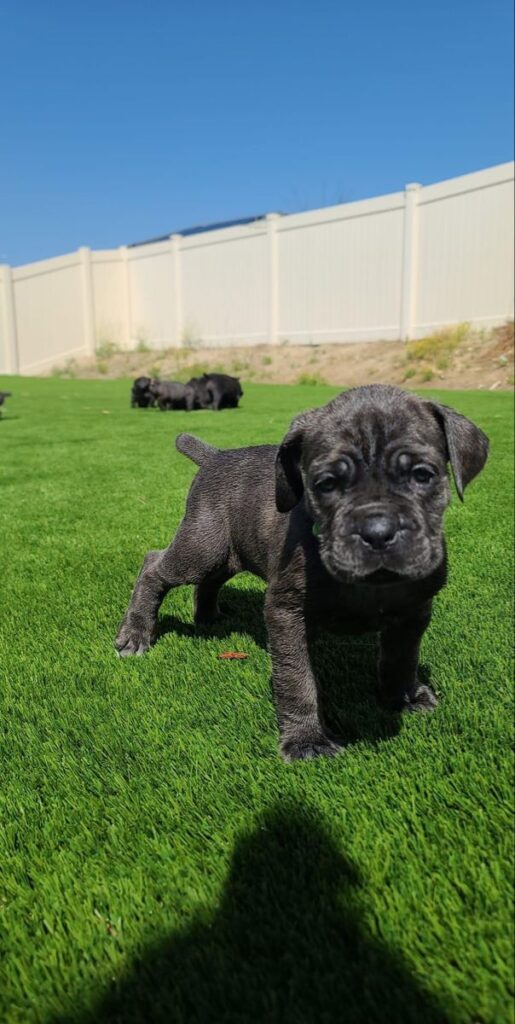 cane corso welpen