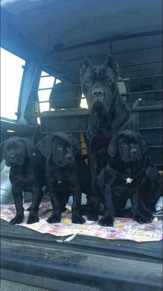 Cane-Corso-Welpen