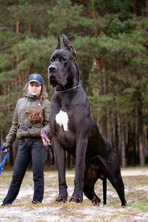 Cane-Corso-Welpen