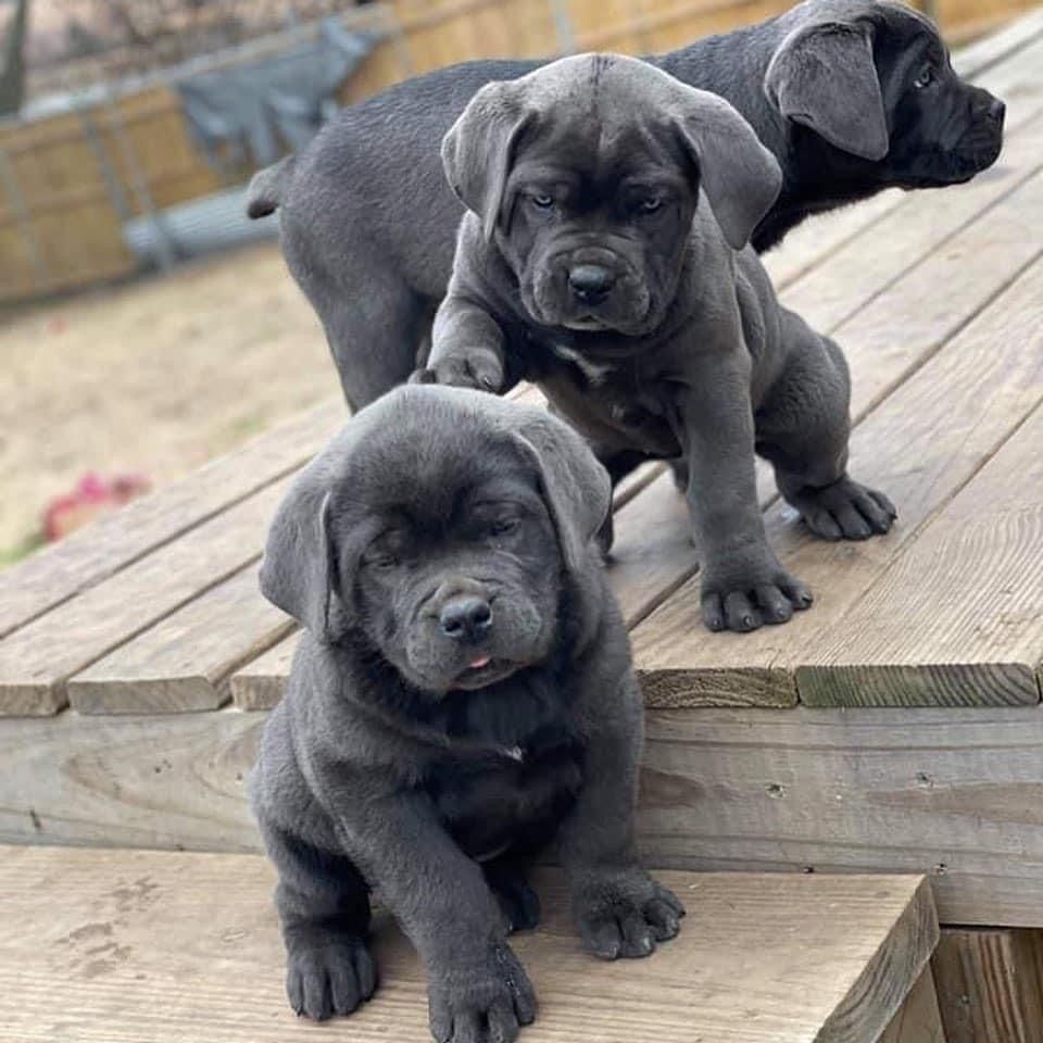 cane corso welpen