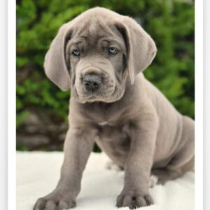 Cane corso welpen