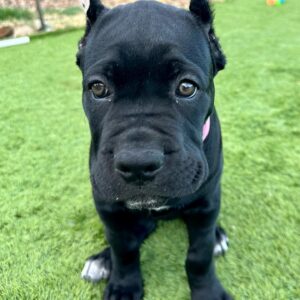 Cane corso welpen
