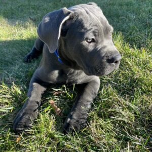 Cane corso welpen