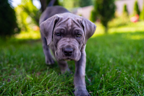 cane corso welpen