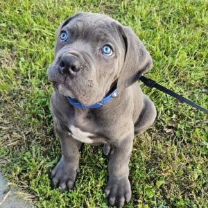 Cane corso welpen Kaufen