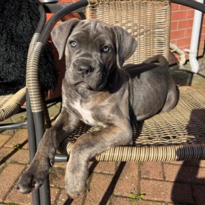 Cane corso welpen