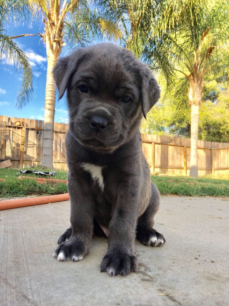 cane corso kaufen