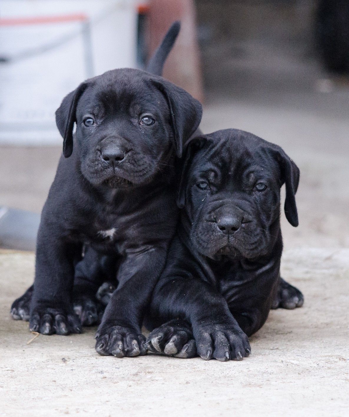Cane-Corso-Welpen