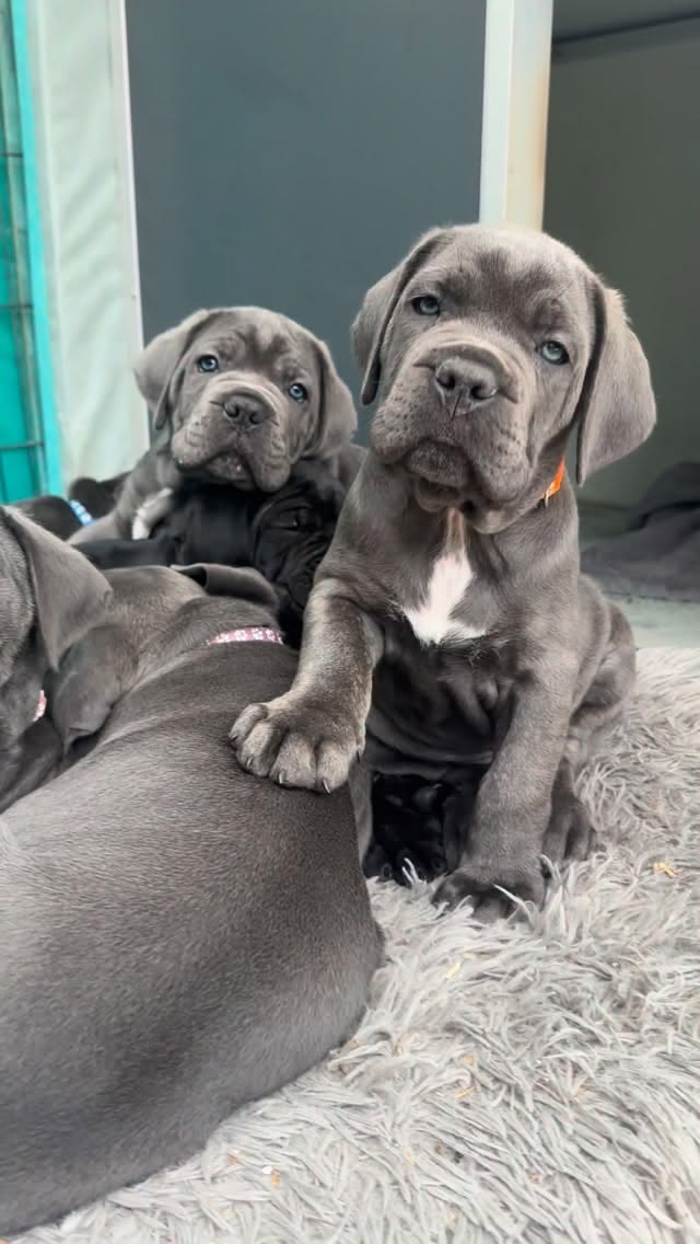 Cane-Corso-Welpen