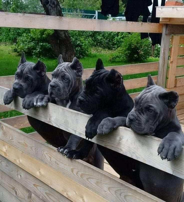 cane corso welpen