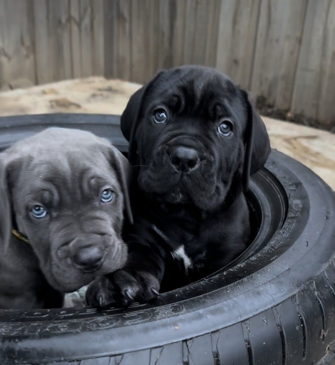 Cane-Corso-Welpen