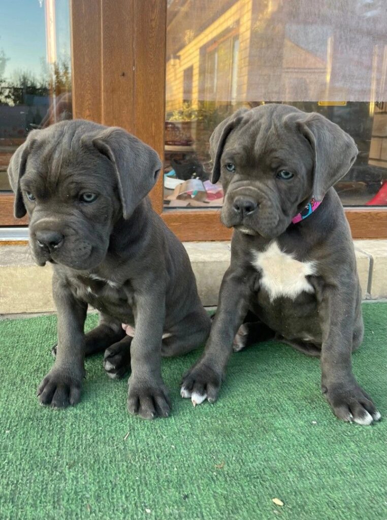 cane corso kaufen