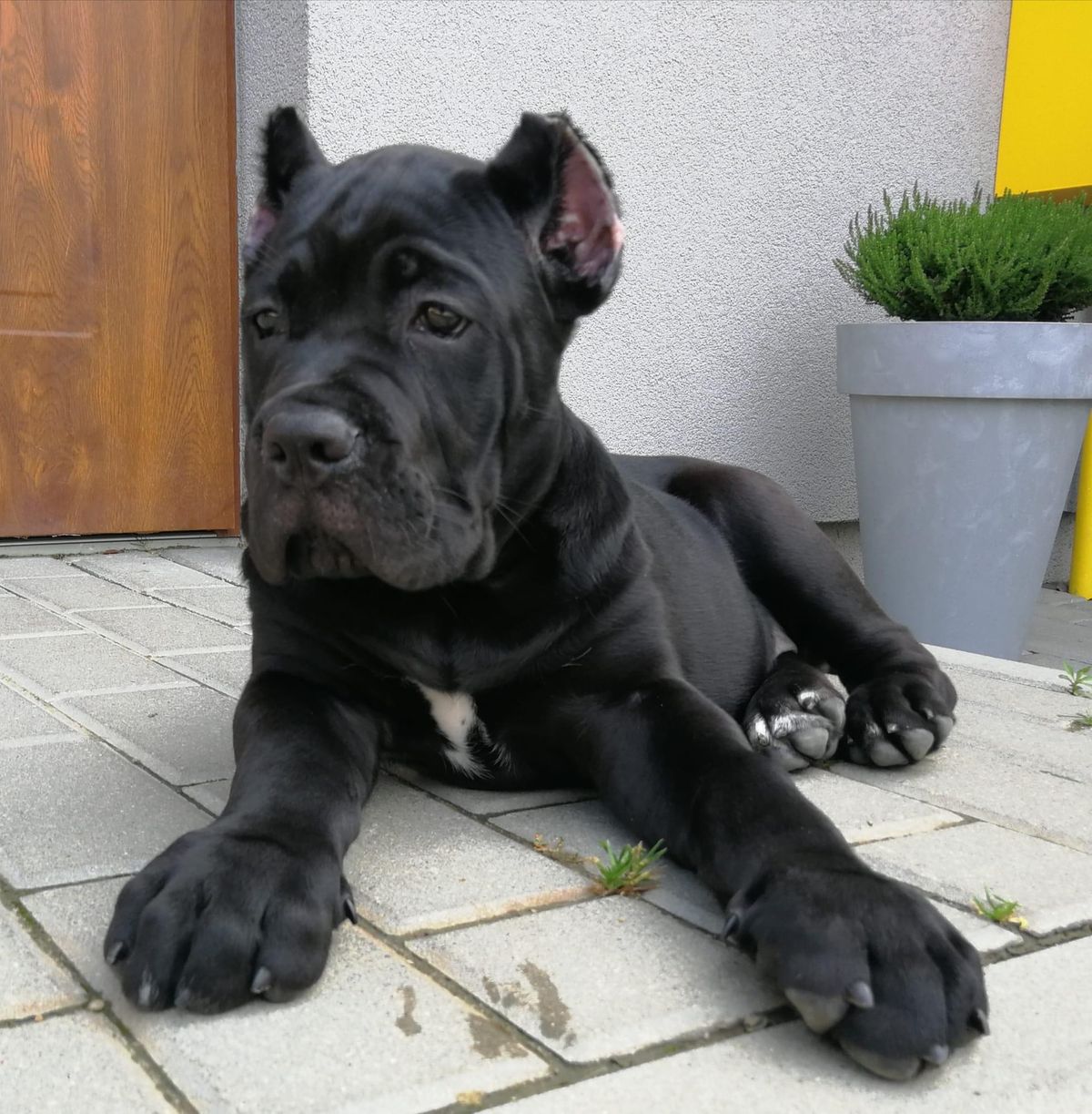 Cane-Corso-Welpen