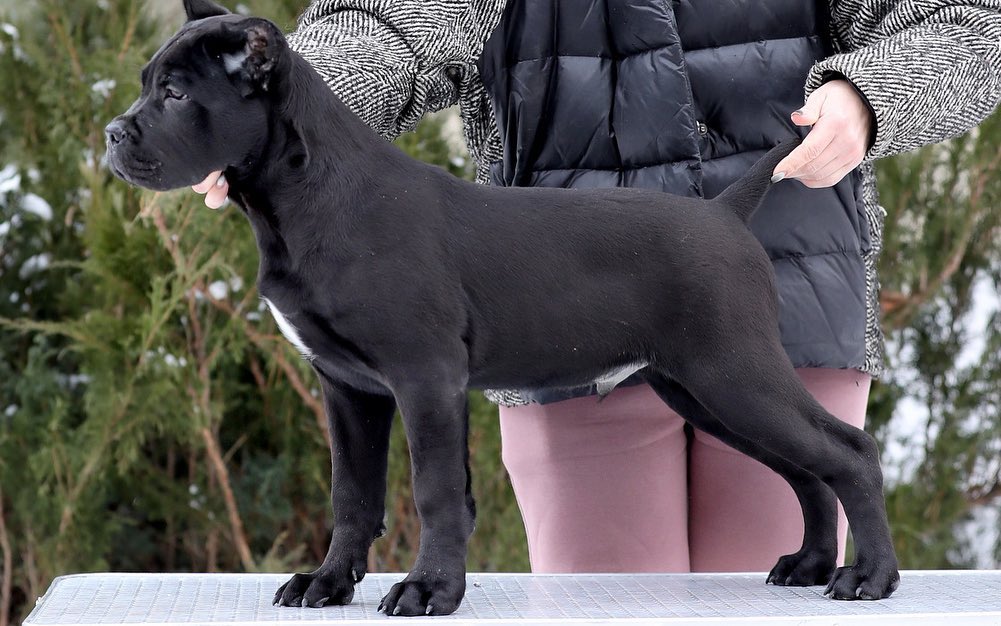 Cane-Corso-Welpen