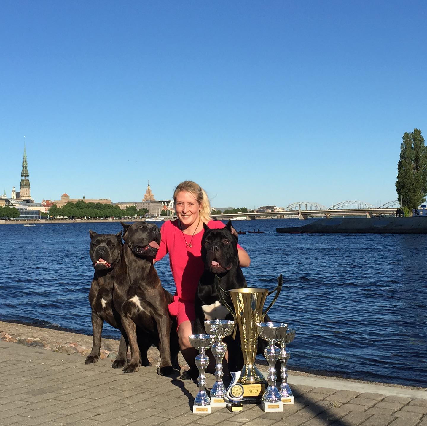 Cane-Corso-Welpen