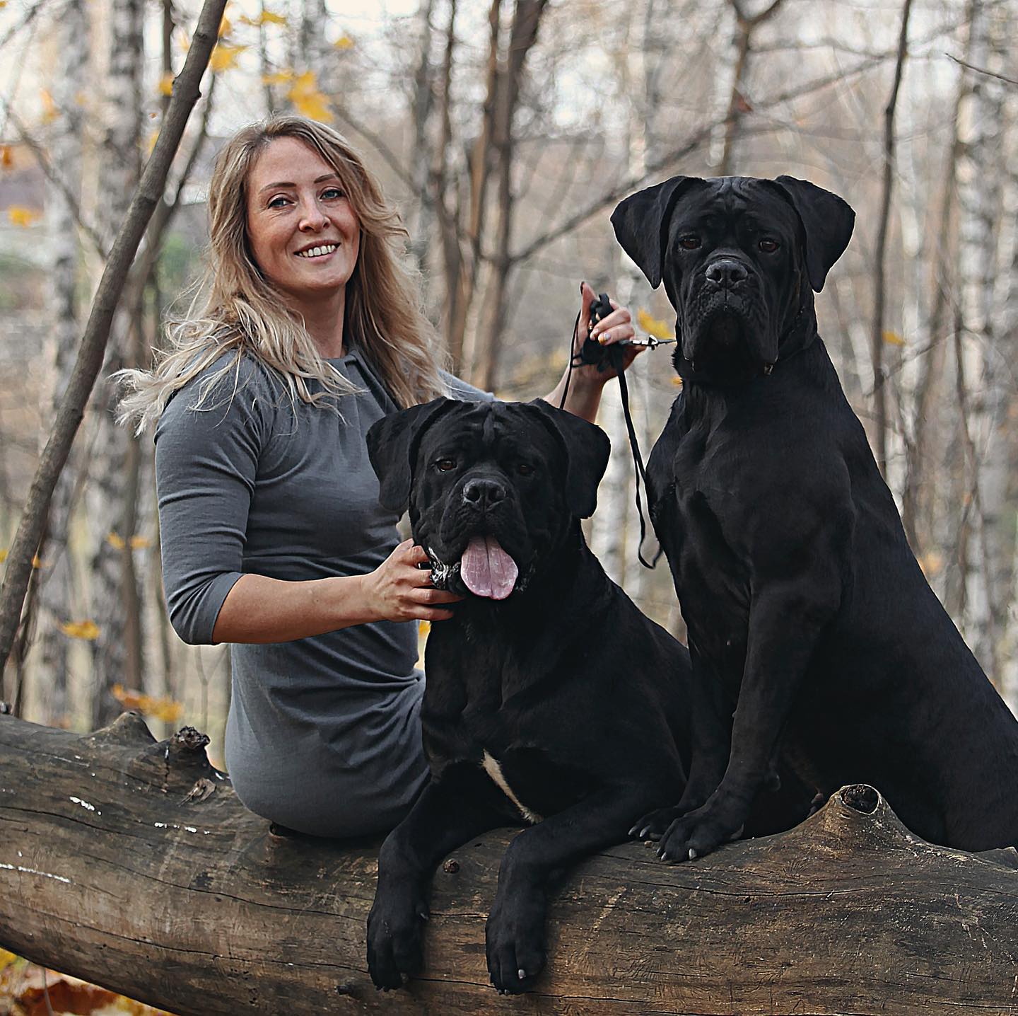 Cane-Corso-Welpen
