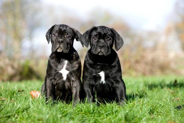 Cane-Corso-Welpen