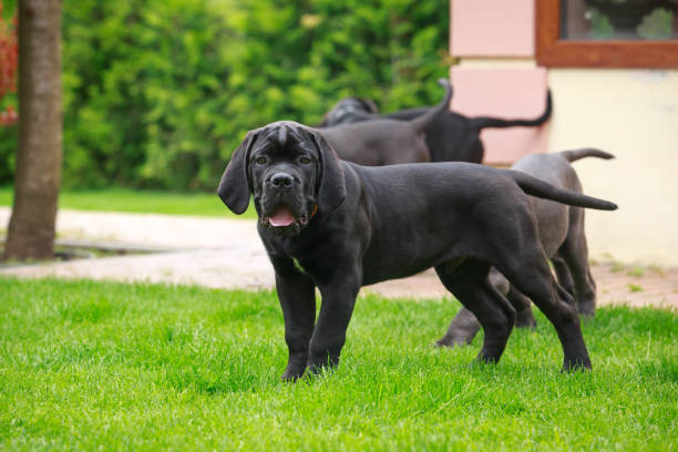 Cane Corso