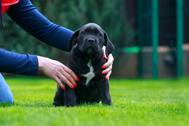Cane Corso