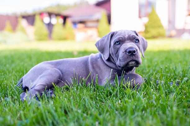 Cane Corso