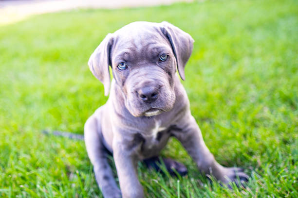Cane Corso