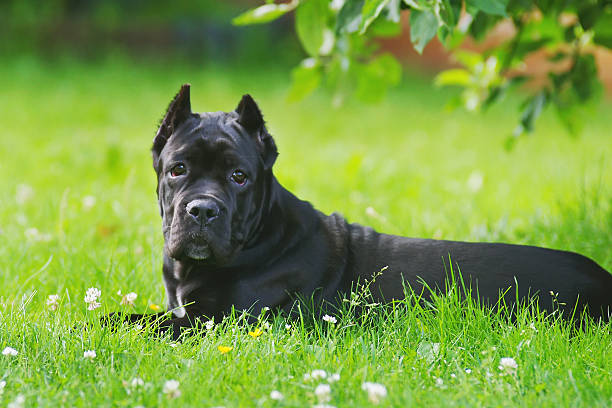 Cane corso